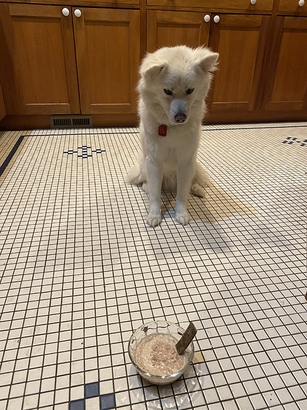 Pabu the dog stares down the Manic Monday dog cocktail.