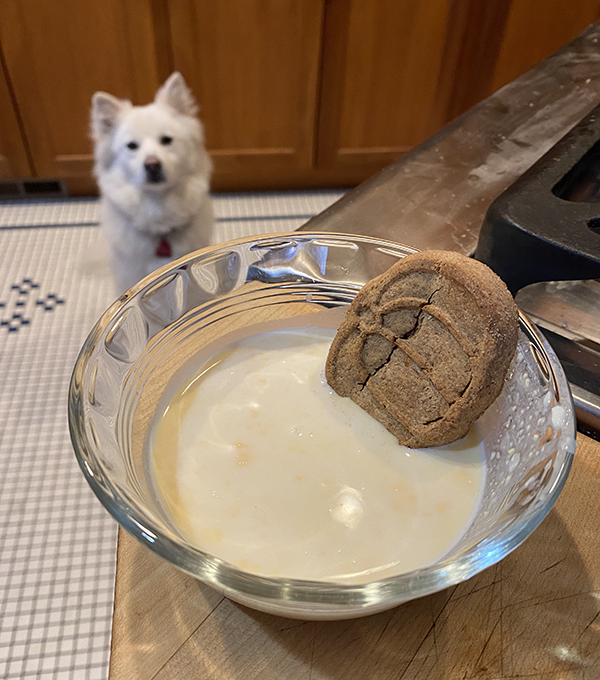 Pabu gazes patiently at The Dairy Barn cocktail on the counter.